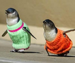 Warm and cozy penguins. Aw.