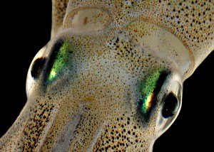 longfin-squid-loligo-pealei-eyes-whoi