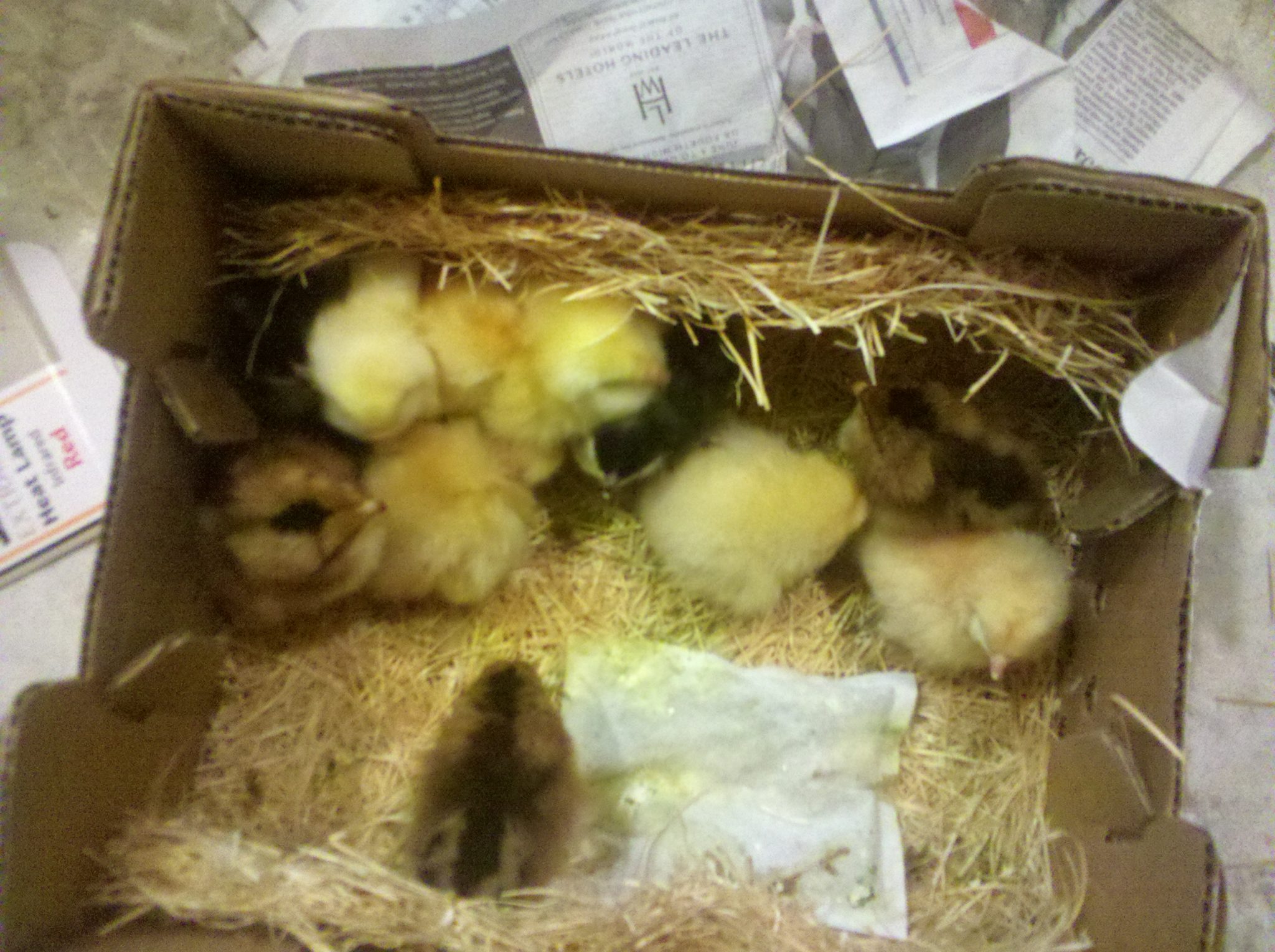 chicks in box