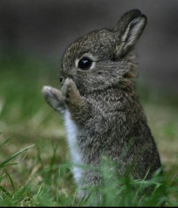 Kitten Bunnies