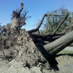 The power of the storm. This was such a beautiful shady spot.