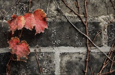 autumn wall