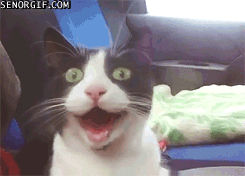 funny-gifs-this-cat-is-hyped.gif
