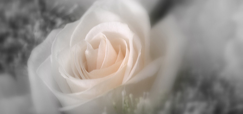 White flower photo by Carol Browne via Flickr