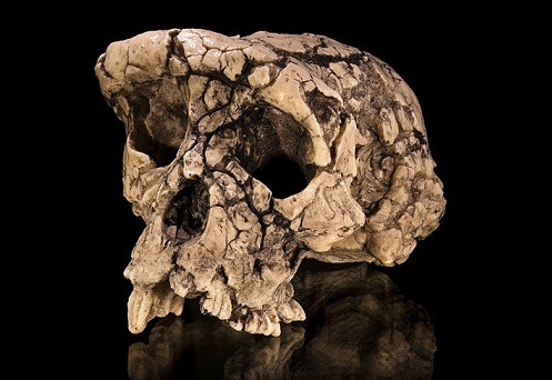 712px-Sahelanthropus_tchadensis_-_TM_266-01-060-1
