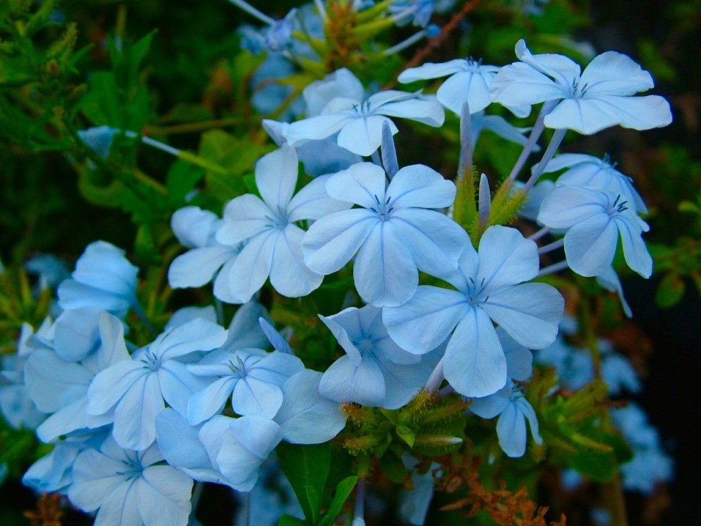 Plumbago auriculata