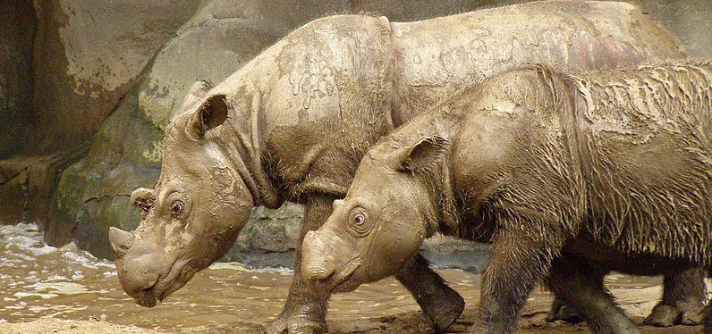 Sumatran_Rhino_2