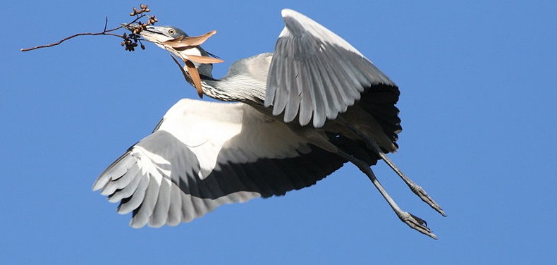 800px-Ardea_melanocephala2