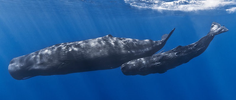 Mother_and_baby_sperm_whale