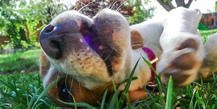 Playful_Beagle