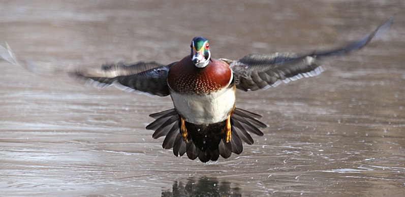 WoodDuckicetakeoffDec08