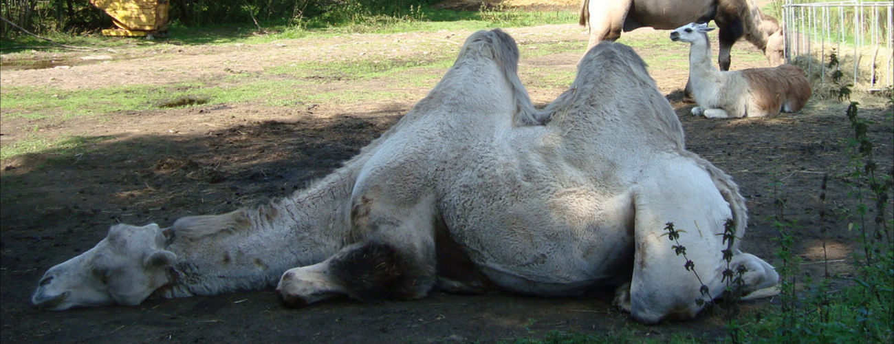 Camel