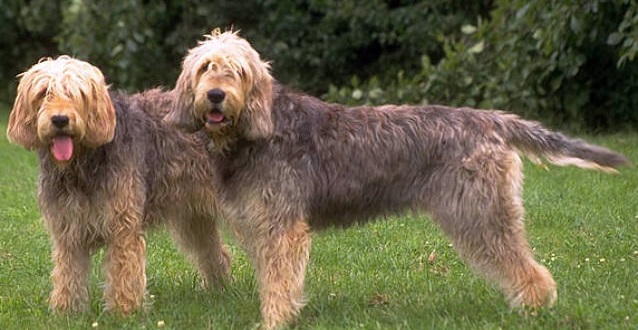 Two_otterhounds