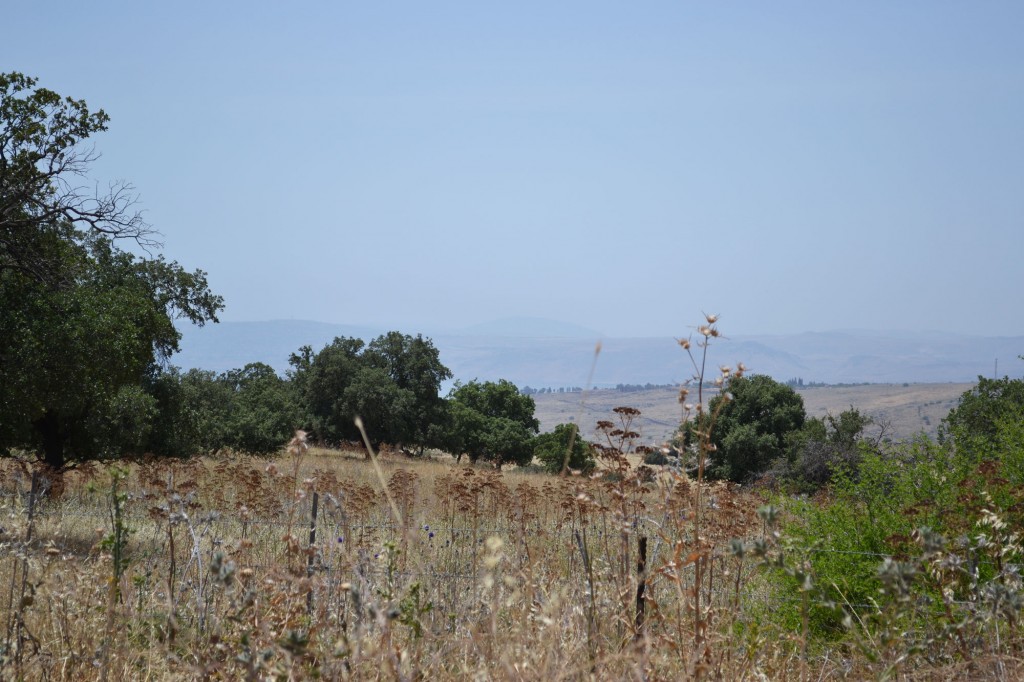 The Golan Heights are an eerily empty place, where vineyards nestle beside grasslands studded with burned-out tanks.