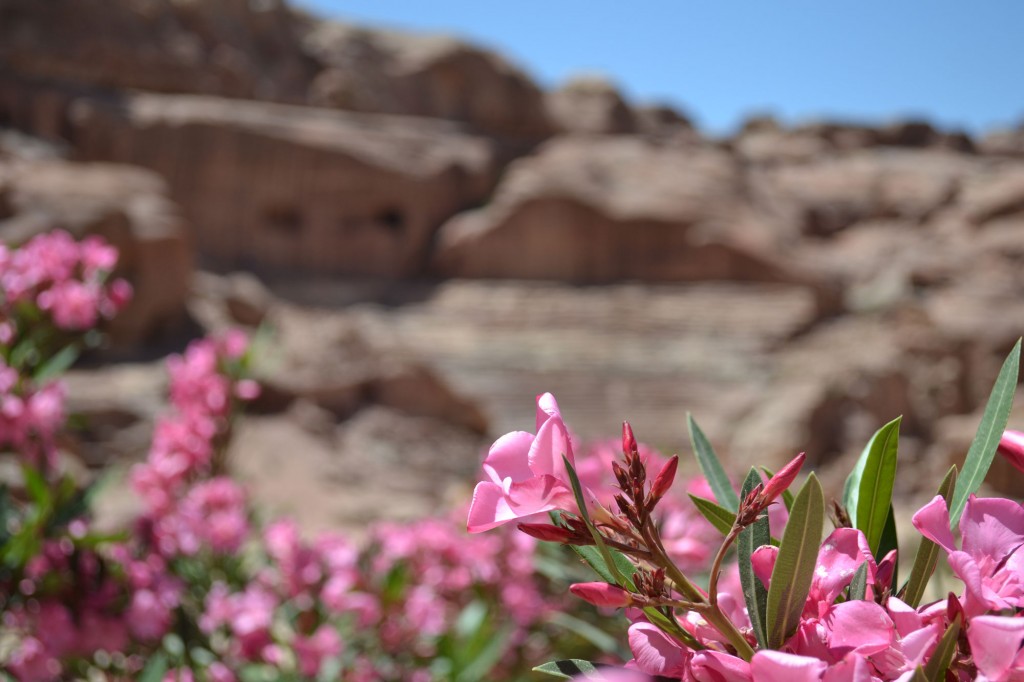 Desert flowers bloom in front of a theatre carved from the living rock.
