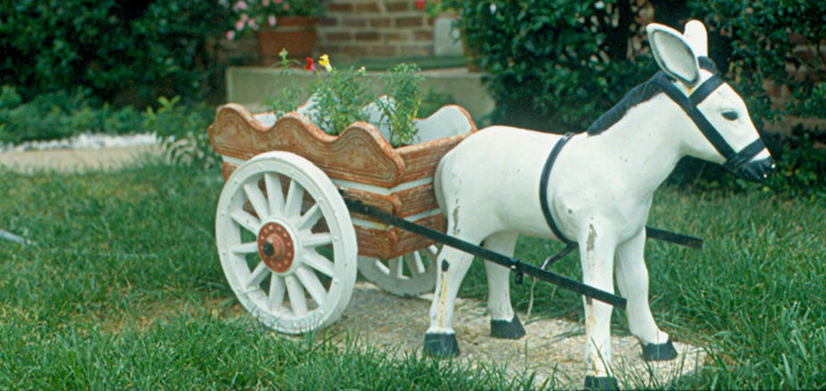 donkey