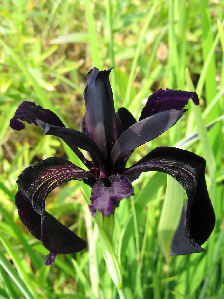 574 black iris