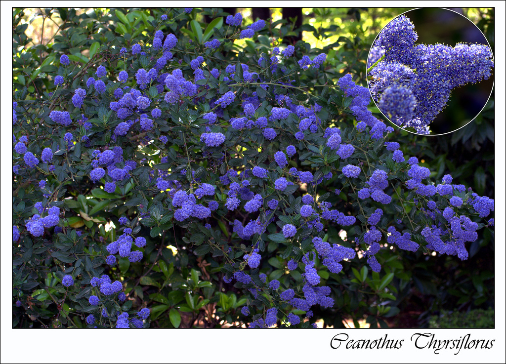 A Guide To Adding Blue Flowering Plants To Your Garden – Crasstalk