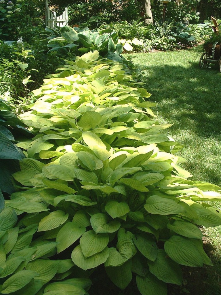 Great Green Colors Galore for Your Garden – Crasstalk