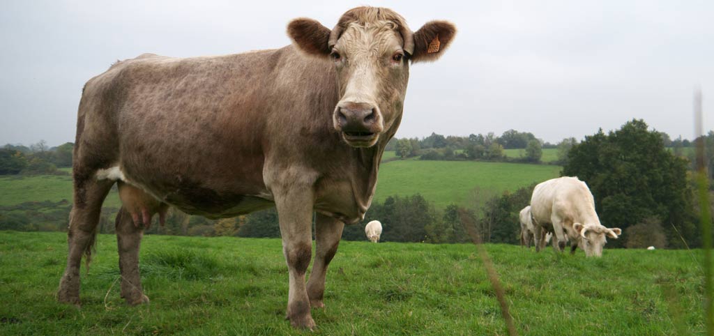 cow poop – Crasstalk