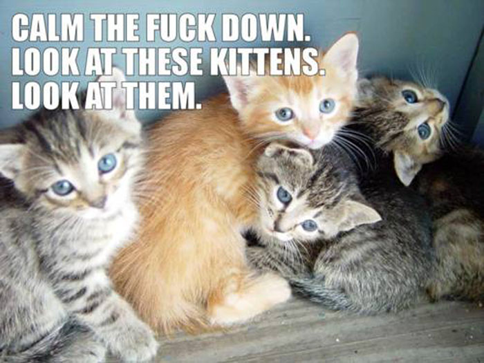calm-down-kittens