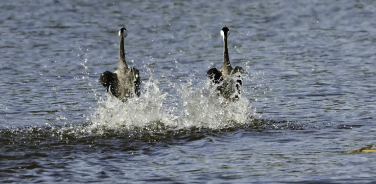 Late Start Open Thread Crasstalk