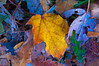 Frozen Autumn Leaves by Manu_H, on Flickr